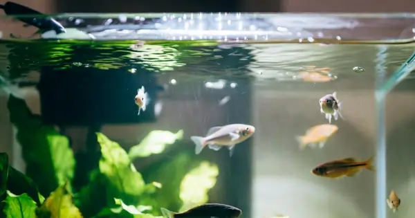 Why Testing Aquarium Water Quality Is Important for Fish Survival