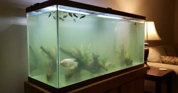 Aquarium Mistakes: The Most Common Errors That Kill Fish and Ruin Tanks